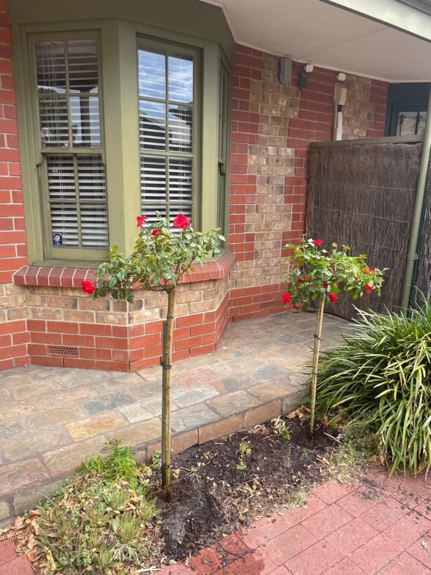 Adelaide Style Accommodation-Getaway In North Adelaide- Close To City Eksteriør bilde