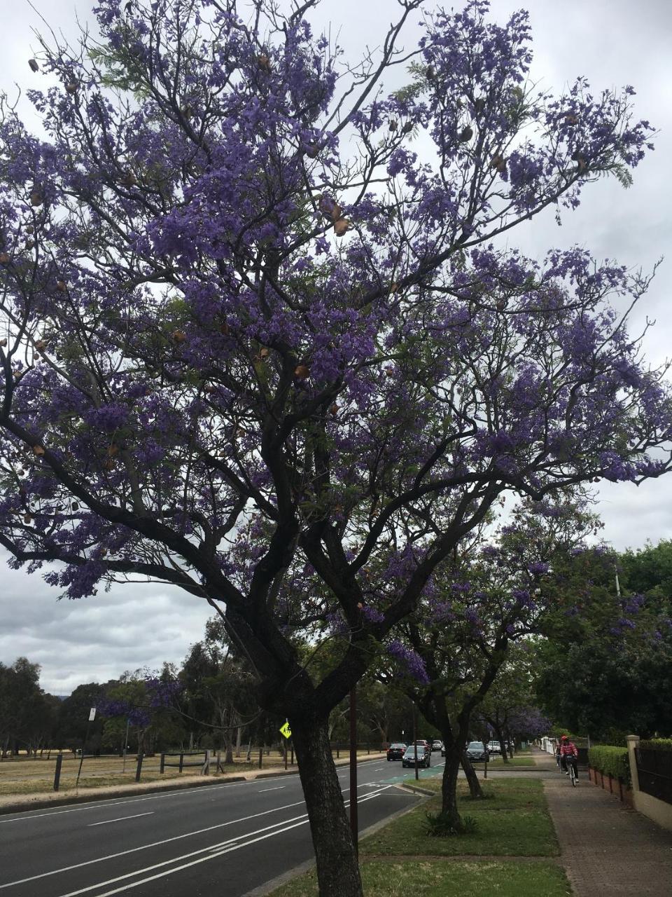 Adelaide Style Accommodation-Getaway In North Adelaide- Close To City Eksteriør bilde